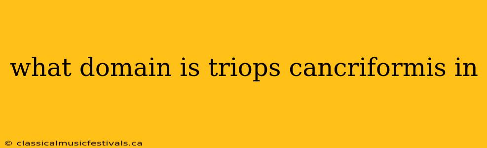 what domain is triops cancriformis in