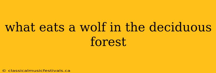 what eats a wolf in the deciduous forest