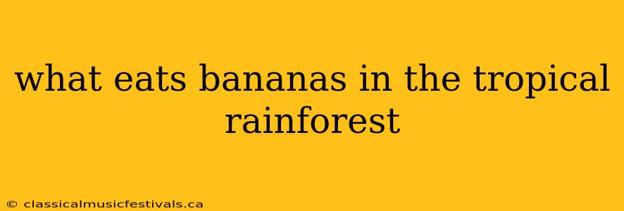 what eats bananas in the tropical rainforest