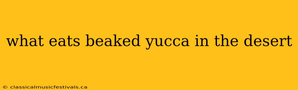 what eats beaked yucca in the desert