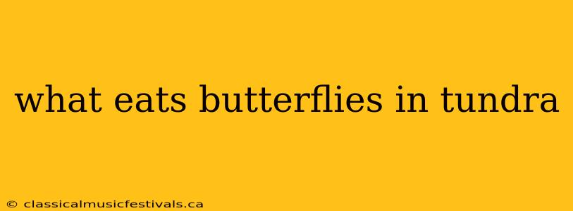 what eats butterflies in tundra