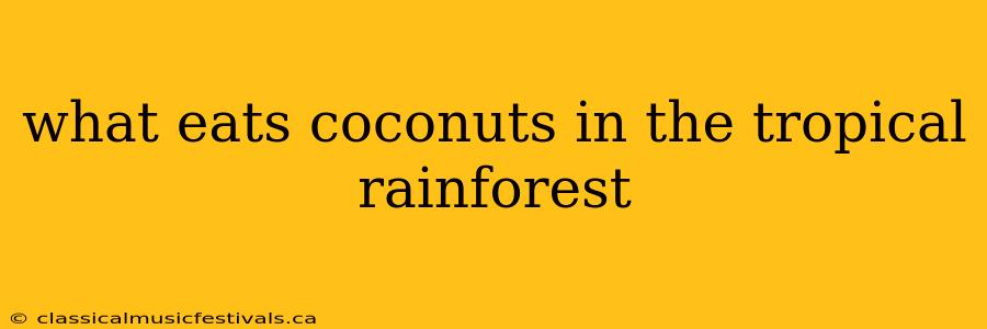 what eats coconuts in the tropical rainforest