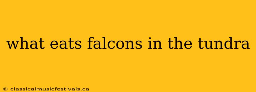 what eats falcons in the tundra