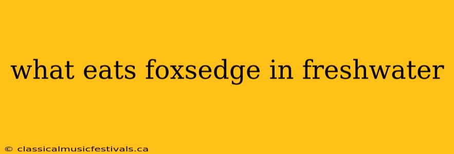 what eats foxsedge in freshwater