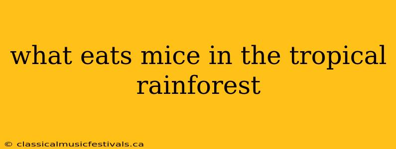 what eats mice in the tropical rainforest