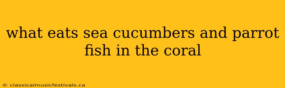 what eats sea cucumbers and parrot fish in the coral