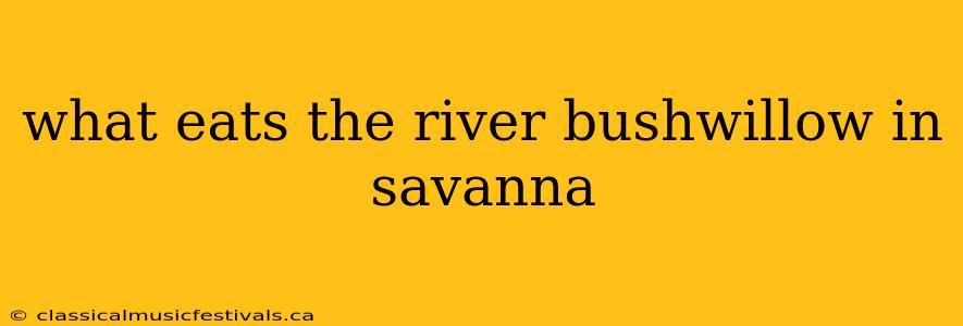 what eats the river bushwillow in savanna