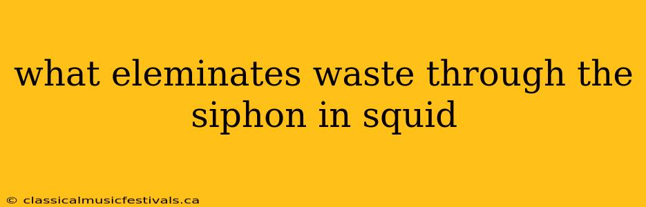 what eleminates waste through the siphon in squid