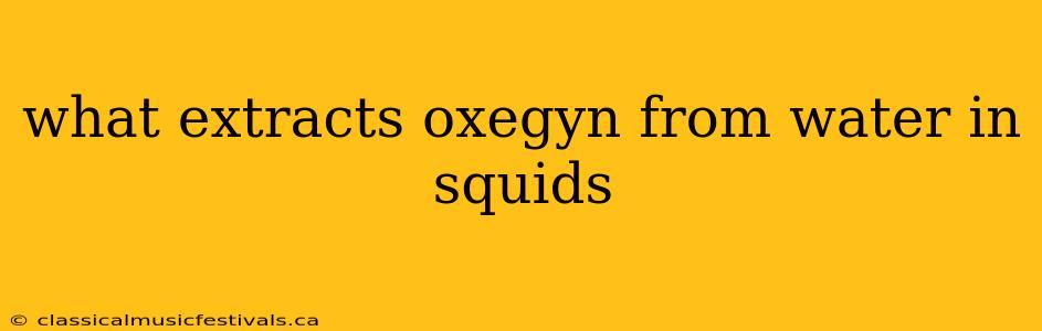 what extracts oxegyn from water in squids