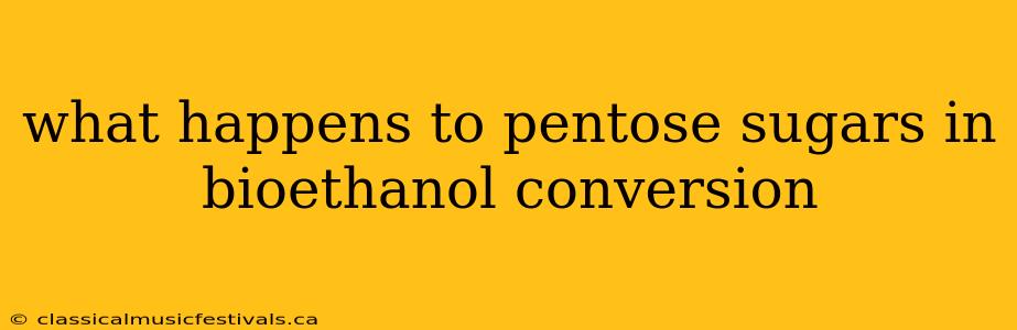 what happens to pentose sugars in bioethanol conversion