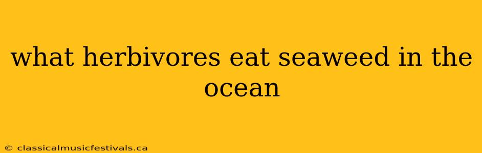 what herbivores eat seaweed in the ocean