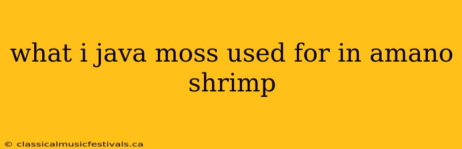 what i java moss used for in amano shrimp