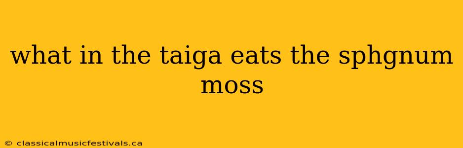 what in the taiga eats the sphgnum moss