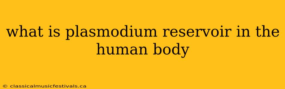 what is plasmodium reservoir in the human body