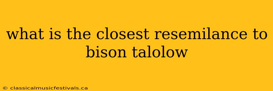 what is the closest resemilance to bison talolow