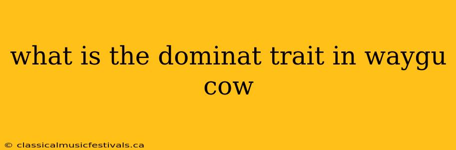 what is the dominat trait in waygu cow