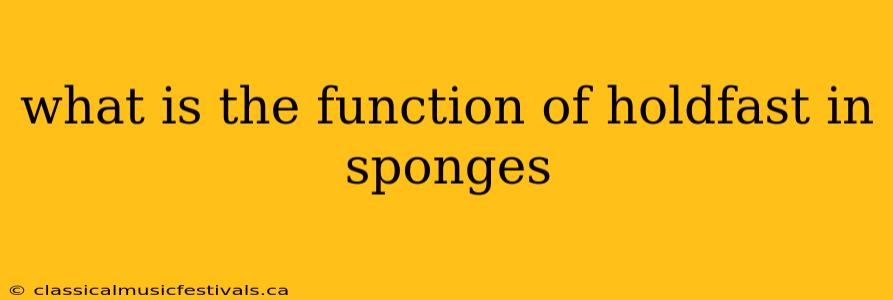 what is the function of holdfast in sponges