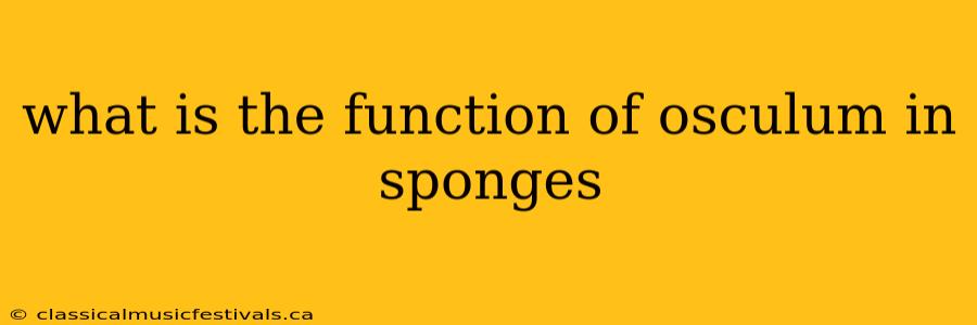 what is the function of osculum in sponges