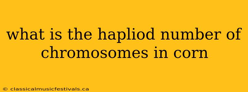 what is the hapliod number of chromosomes in corn