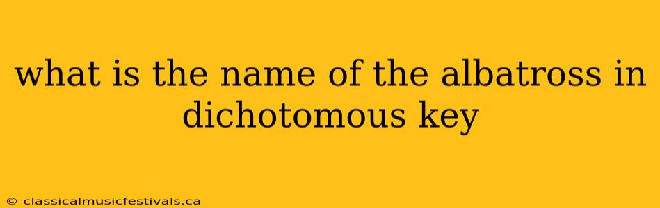 what is the name of the albatross in dichotomous key