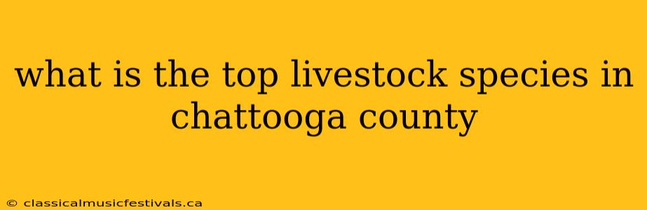 what is the top livestock species in chattooga county