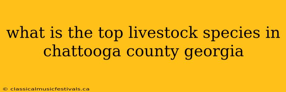 what is the top livestock species in chattooga county georgia