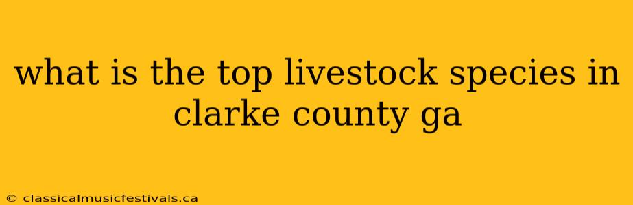 what is the top livestock species in clarke county ga