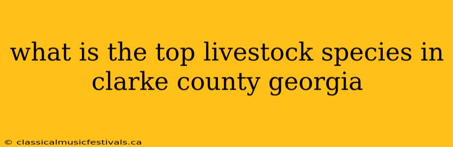 what is the top livestock species in clarke county georgia