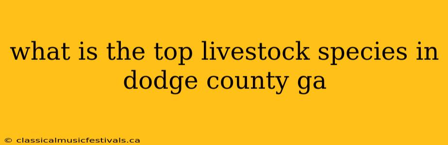 what is the top livestock species in dodge county ga