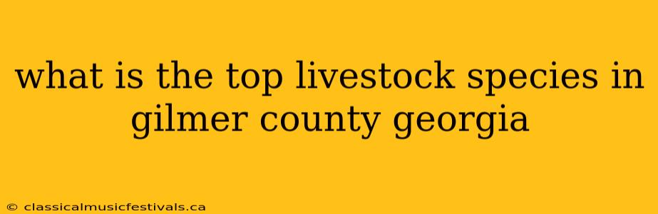 what is the top livestock species in gilmer county georgia