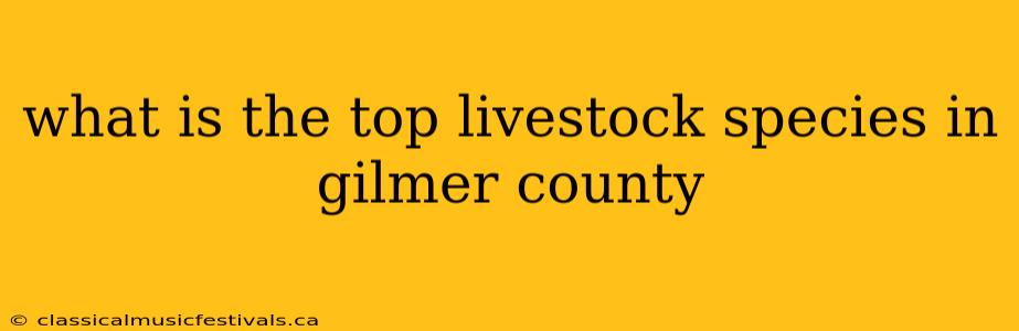 what is the top livestock species in gilmer county