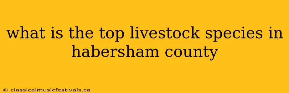 what is the top livestock species in habersham county