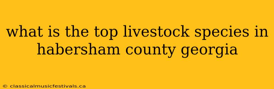 what is the top livestock species in habersham county georgia