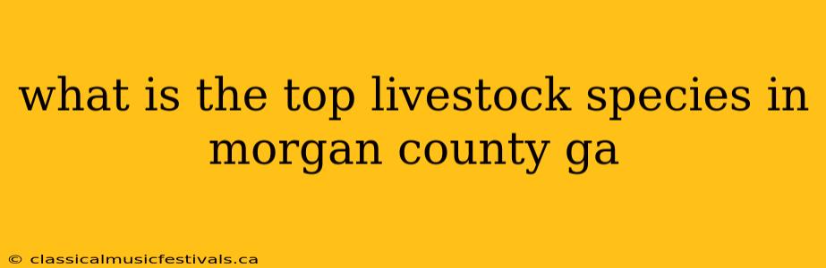 what is the top livestock species in morgan county ga