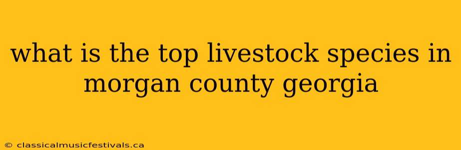 what is the top livestock species in morgan county georgia