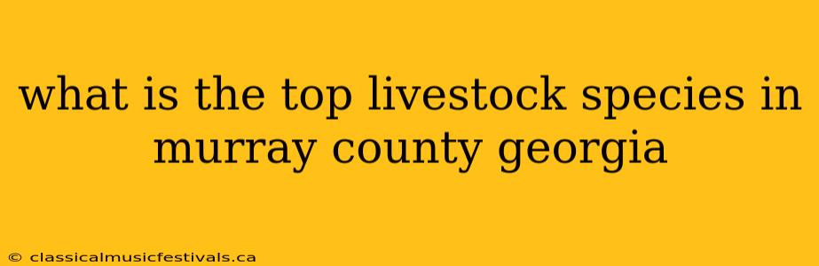 what is the top livestock species in murray county georgia