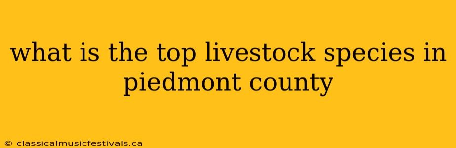 what is the top livestock species in piedmont county