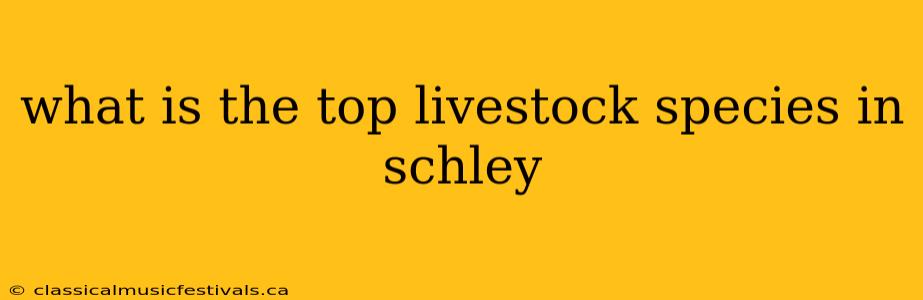 what is the top livestock species in schley