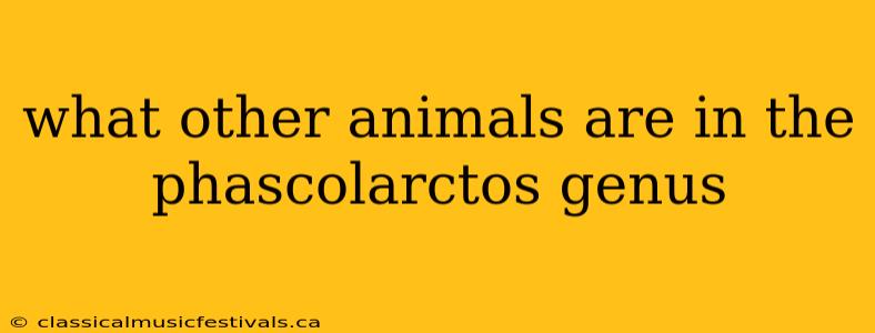 what other animals are in the phascolarctos genus