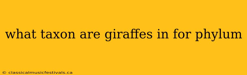 what taxon are giraffes in for phylum