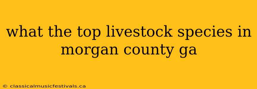 what the top livestock species in morgan county ga