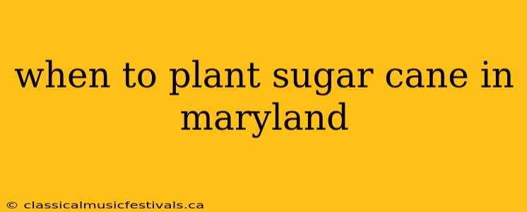 when to plant sugar cane in maryland