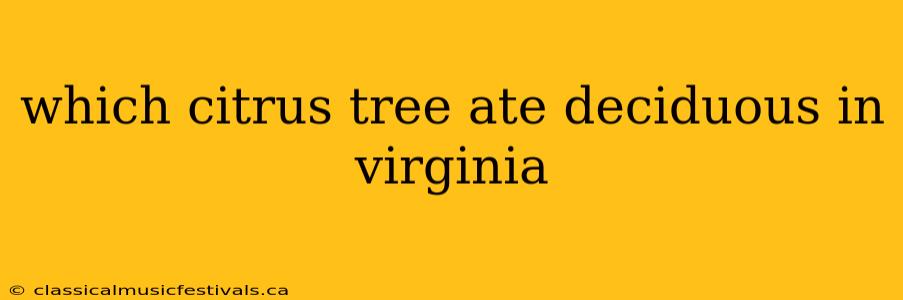 which citrus tree ate deciduous in virginia