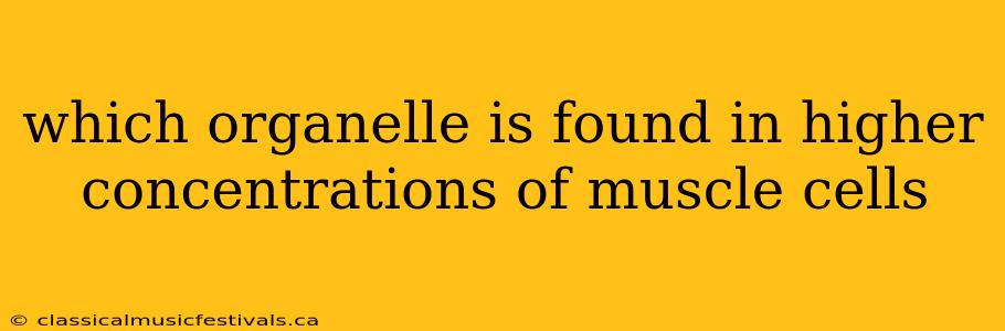 which organelle is found in higher concentrations of muscle cells