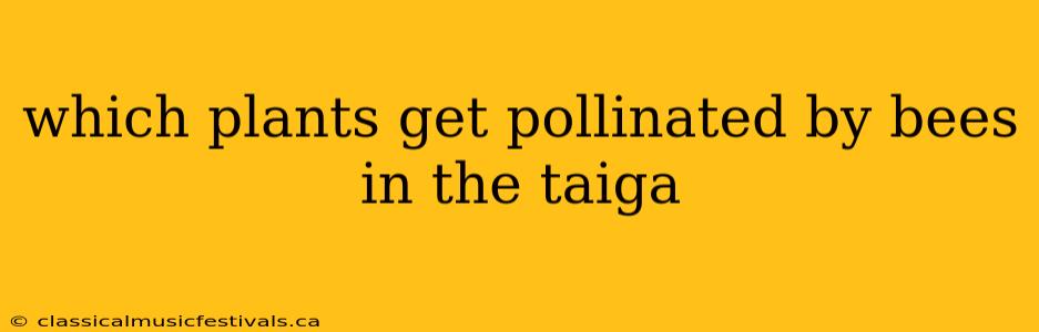 which plants get pollinated by bees in the taiga