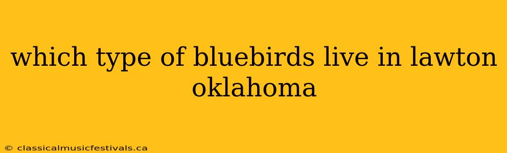 which type of bluebirds live in lawton oklahoma