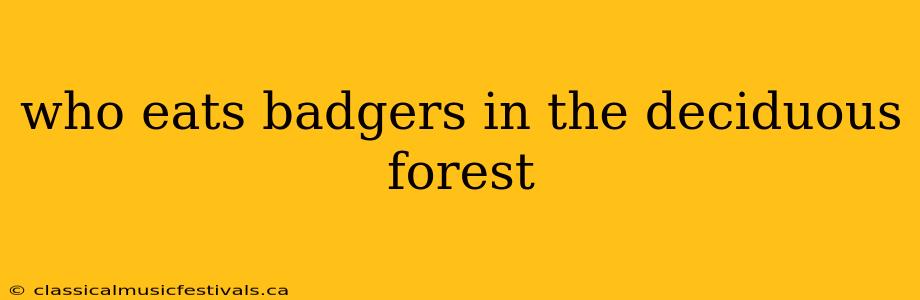 who eats badgers in the deciduous forest